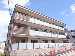 プルヌス　コリーヌ 203