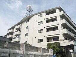 山王ハマセイホウ