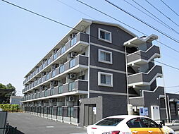 ヴィオラ・コリーヌ