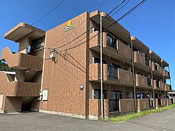 サンフラワー 1C