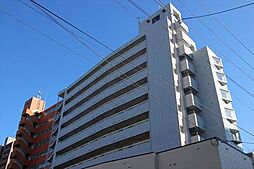 コスモス菊水 00905