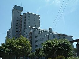 エバーグリーンエルム