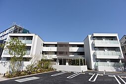 Shamaison Stella Risaia