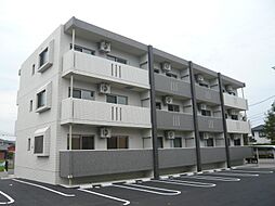 エバーグリーン 203