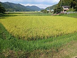 丹波篠山上板井の田