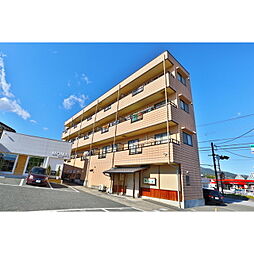 ソフィアケートカイト