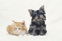 熊谷市千代　戸建て