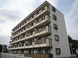 Fine Oasis Amyy 205