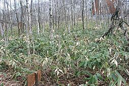 清水町字旭山 売土地