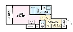 Celtis 302