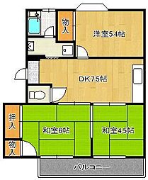 ラナンキュラス