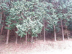 三重県伊賀市伊勢路　山林