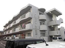 CAMELLIA　HEIGHTS 103 号室
