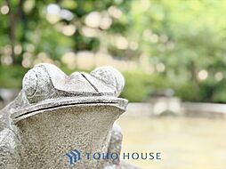 アデニウム吉祥寺