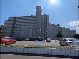 エバーグリーンエルム