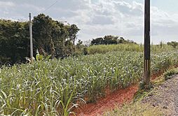 徳之島井之川大川田