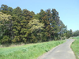 茨城町　阿見町島津　竹林　山林