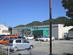 丹波篠山市杉
