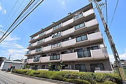 パープルソシア