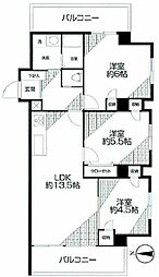 ヴィレッタ菊 501