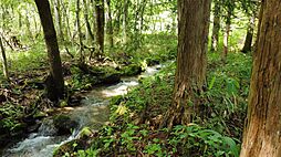 小川のせせらぎが心地よいコンパクトなリトリート