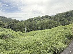 和束町白栖下白栖 茶畑