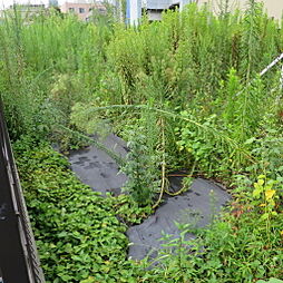 中央本町更地