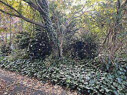 西伯郡大山町赤松　売地