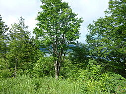 耶麻郡北塩原村大字桧原字南黄連沢の土地