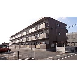 ヴィオラ白枝 203