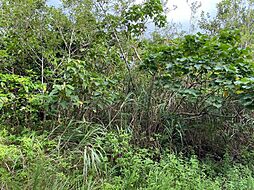 大宜味村喜如嘉土地