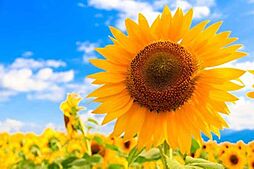 うるま市江洲　リーブルガーデン3号棟