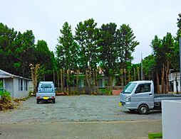 今帰仁村今泊フクギ並木