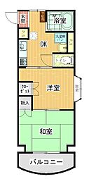 マルイブーゲンビリア