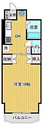 マルイハイビスカス
