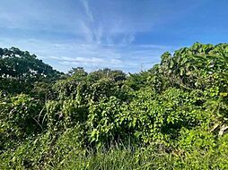 大宜味村津波土地