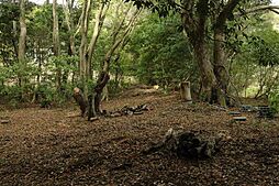 賀茂郡南伊豆町伊浜の土地