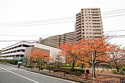 アイランドグレース