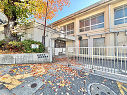 アデニウム菊名