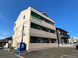 エレガント桜 103