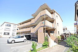 サンフラワー 205