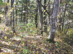 野尻高原大学村、土地828平米