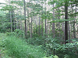 富濃の山林53421平米