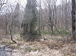 野尻高原大学村、土地1157平米