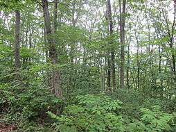 信濃町野尻土橋