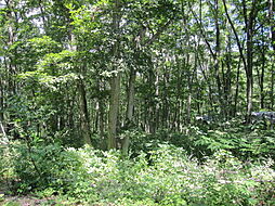 野尻高原大学村、土地1008平米