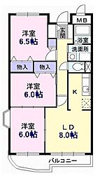 カンタベリー　ベル 305