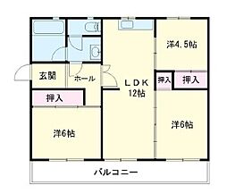 ディモルフォセカ 503