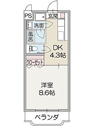 コーラルスター 303
